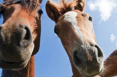 Hester kan lukte om du er redd, viser ny studie