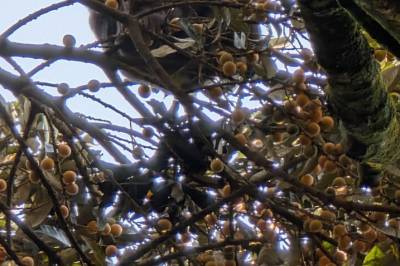 Grisete undersøkelse gir endelig bevis: Aper har promille