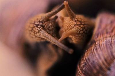 Hos mange arter er partnervalg blodig alvor