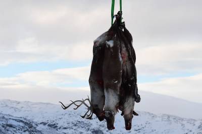 – Turgåarar må vike, jegerar får skyte. Og det gir fullstendig meining.