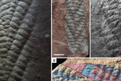 For 560 millioner år siden levde disse i Finnmark. – Rare og mystiske