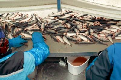 Kroppen håndterer kulde ulikt gjennom døgnet – cellene kan få «jetlag»