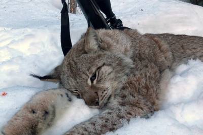Protestene strømmet på, men allerede første dag er flere blitt skutt