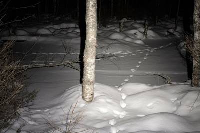 Leder-ulven sporløst borte: – Vi vet ikke hva som har skjedd