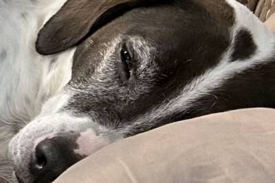 Finner dette i hundens mage: – Kan ikke tro det