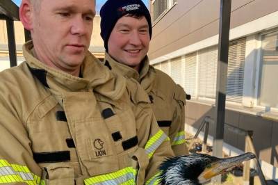 Skadet sjøfugl banket på sykehus-døren for å få hjelp