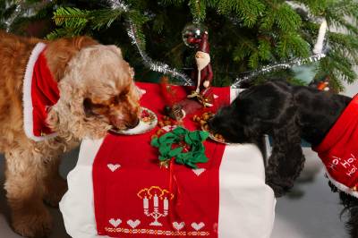 Advarer mot julefarer for kjæledyr