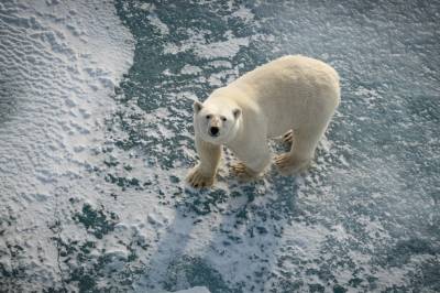 Trodde isbjørnen skulle krympe med isen: Men den blir feitere