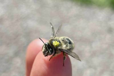 Difor merkjer forskarane biene med tusj på ryggen
