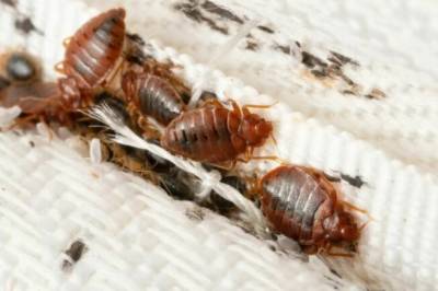 Veggedyr på fremmarsj