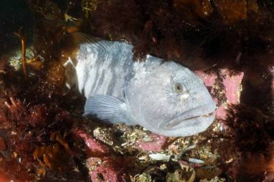 – Denne fisken hjelper naturen med å komme tilbake