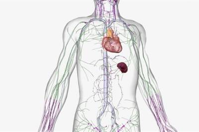 Thymus - et glemt organ