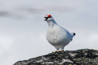 Lyd gjør det mulig å overvåke fjellrypa
