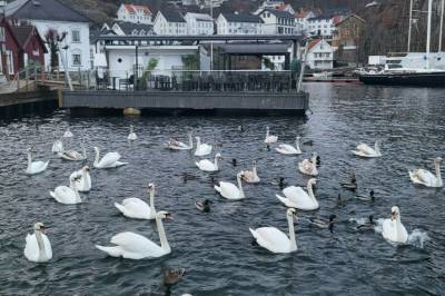 Alarm etter sykdomsutbrudd