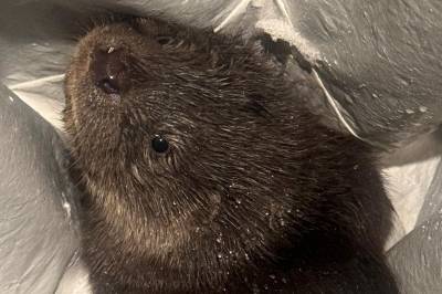 Sørøya: — Oi, shit!