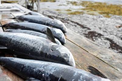 Ønsker åpning for ny kraftproduksjon: Vil finne nye, treffsikre tiltak som bedre tar vare på villaksen