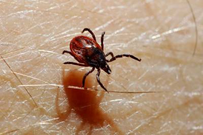 Nye tall: Flest får borreliose i Vestland