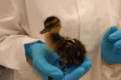 Gift påvirker andungenes gener allerede i egget