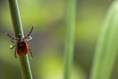 Varmen vekker flåtten – dette bør du gjøre nå