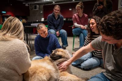 – Burde ha hundekos på blå resept