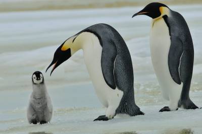 Hva heter denne pingvinarten?