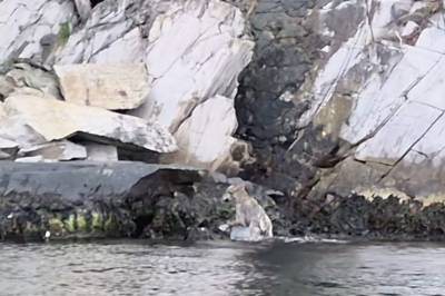 Storm (13) møtte ulv i Oslofjorden