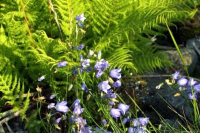 Derfor tok blomstene over verden