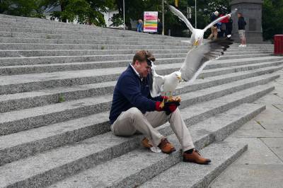 Måkeangrep på torget i Stavanger: Frp vil ha tiltak