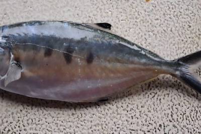 Sjelden fisk fanget utenfor Hille