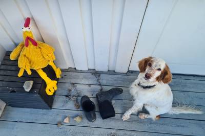 Gråstein, sverd og en stakkars kommunal gressklipper