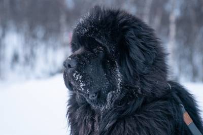 Albert nektet adgang på bussen