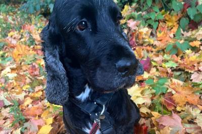 Dødelig hundesykdom: Forskere har gjort nye funn