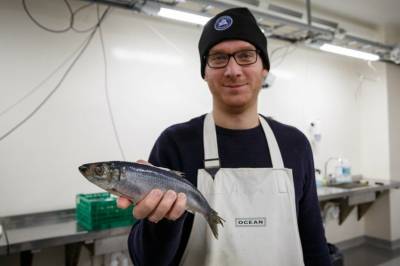 Slik ble østersjøsilda en superfisk