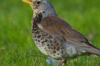 Her har hver fjerde fugl forsvunnet