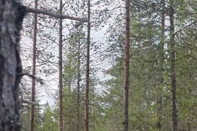 Skogens konge i Engerdal