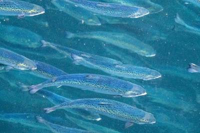 Mengden lakselus øker i Nord-Norge