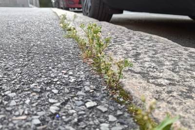 Medisinplante på fortauskanten