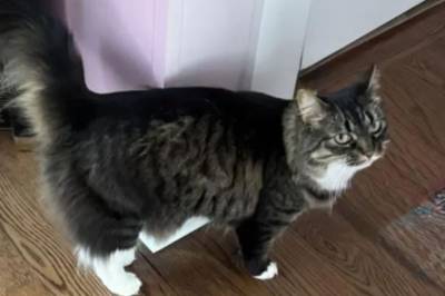 Katt reddet familie fra kullosforgiftning