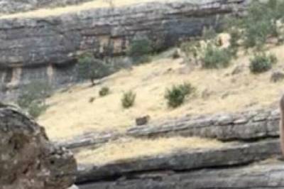 - Faket ikke sin egen død