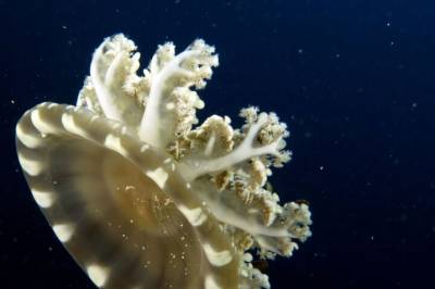 Hvorfor sover maneter i åtte timer når de ikke har hjerne?