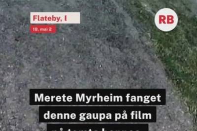 Gaupe på Flateby