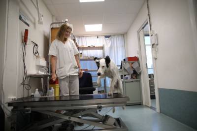 Hundeeiere advares i varmen: – I verste fall dødelig