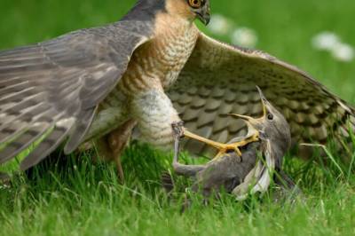 Se rovfuglen som angriper en stær og andre utrolige bilder