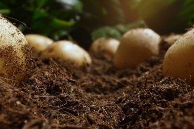 Tarmforsker mener dette er den mest mettende matvaren som finnes