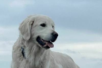 Disse hunderasene troner på toppen