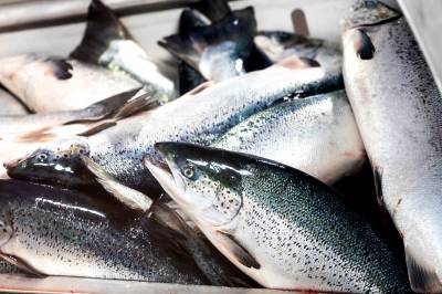 Lerøy Seafood med svakere første kvartal