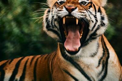 Blir man drept i en nasjonalpark, får ikke etterlatte en krone i erstatning