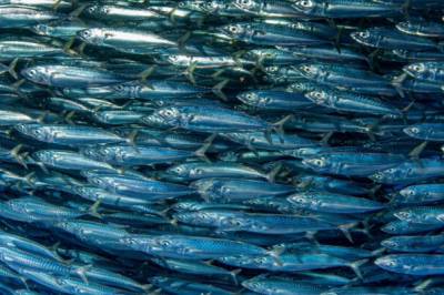 Værfenomen i Stillehavet påvirker fisk i Atlanterhavet