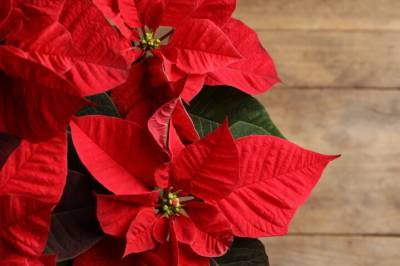 Knuser gammel allergimyte