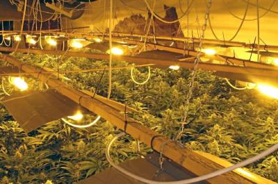 Høyesterett: Må ikke sjekke cannabisplantenes kjønn